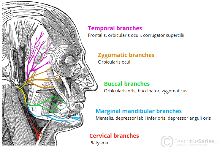 <p>Name the nerve (with these branches)</p>