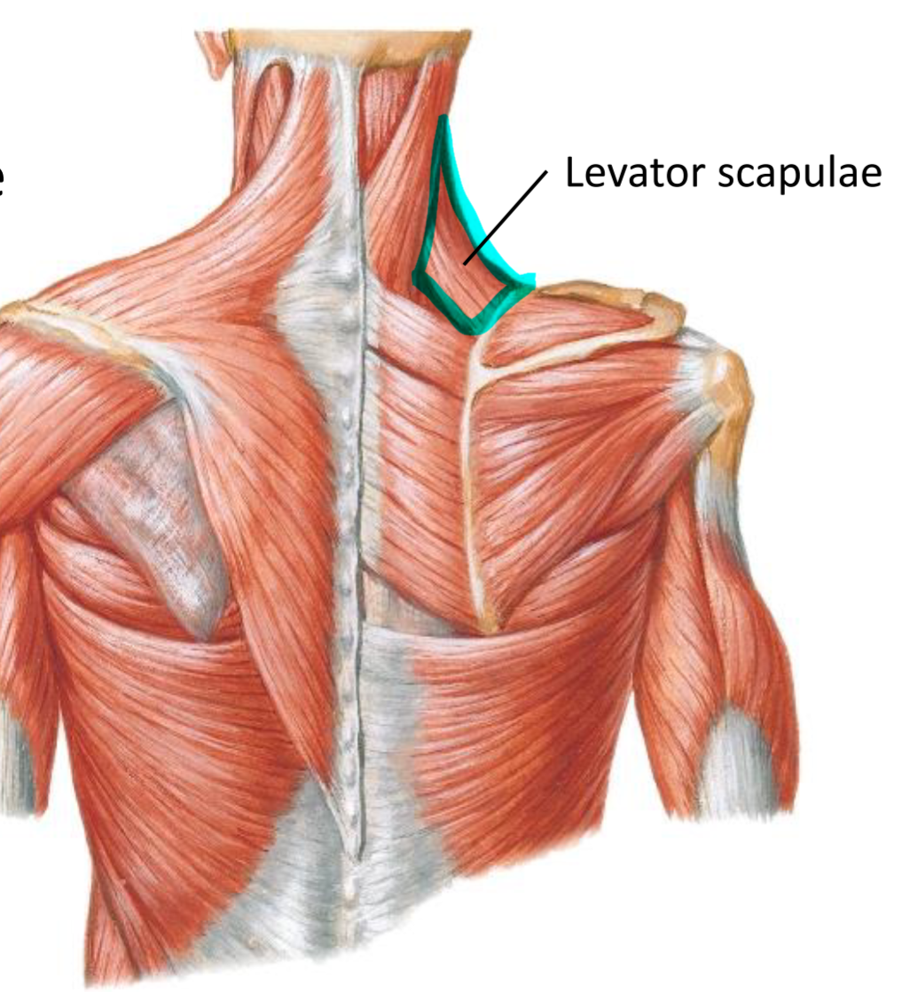<p>Origin—> transverse processes of vertebrae</p><p>Insertion—> superior angle of scapula</p><p>Action—> elevate scapula</p>