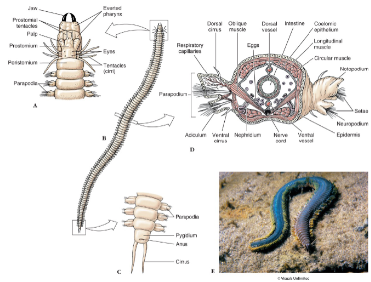 <ul><li><p><em>Nereis</em> a good example (errant polychaete) </p></li><li><p>Metamerism (segmentation) </p></li><li><p>Head of prostomium, peristomium </p></li><li><p>Tail of pygidium </p></li><li><p>Parapodia (biramous) </p></li><li><p>Setae/Chaetae</p></li><li><p>closed circulatory system </p></li><li><p>dorsal and ventral blood vessels, “hearts” </p></li><li><p>ventral nerve cord </p></li><li><p>metanephridium </p></li><li><p>cutaneous/gill respiration </p></li><li><p>sexual reproduction</p></li></ul><p></p>