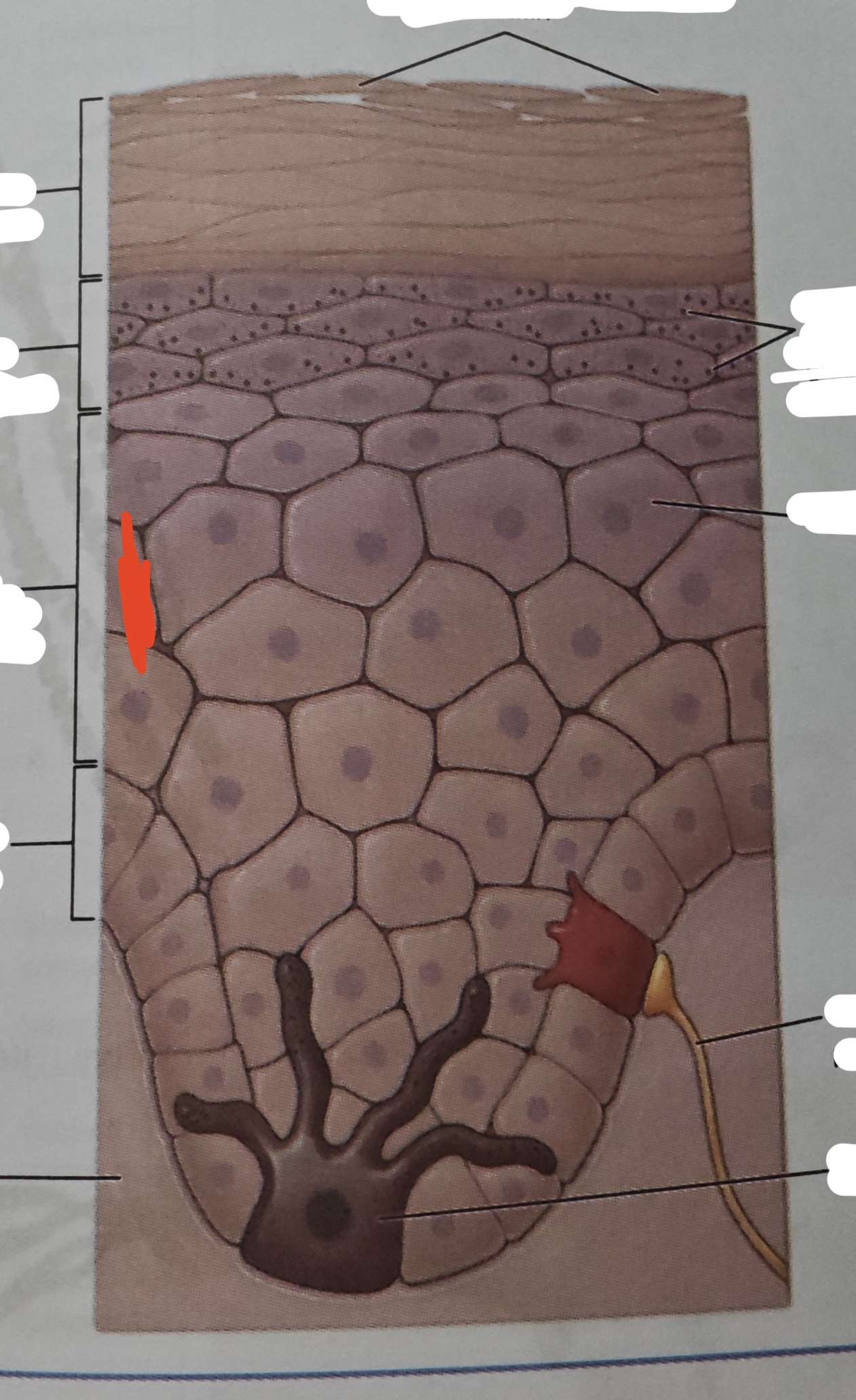 <p>the young keratinocytes have an American-football shaped apperance—meaning they are widest in the center and tapered in the end</p>