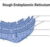 <p>rough endoplasmic reticulum</p>