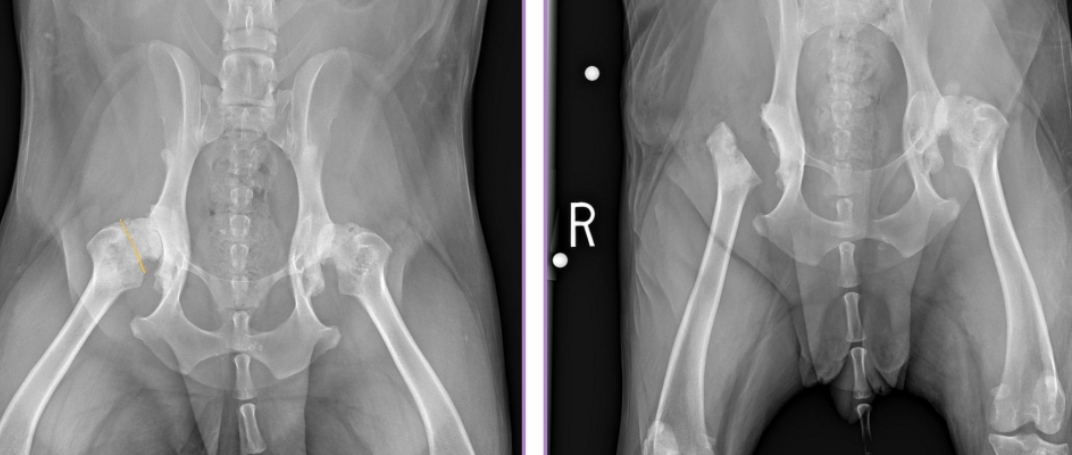 <p><span style="background-color: transparent;"><span>Femoral Head and Neck Ostectomy (FHNO)</span></span></p>