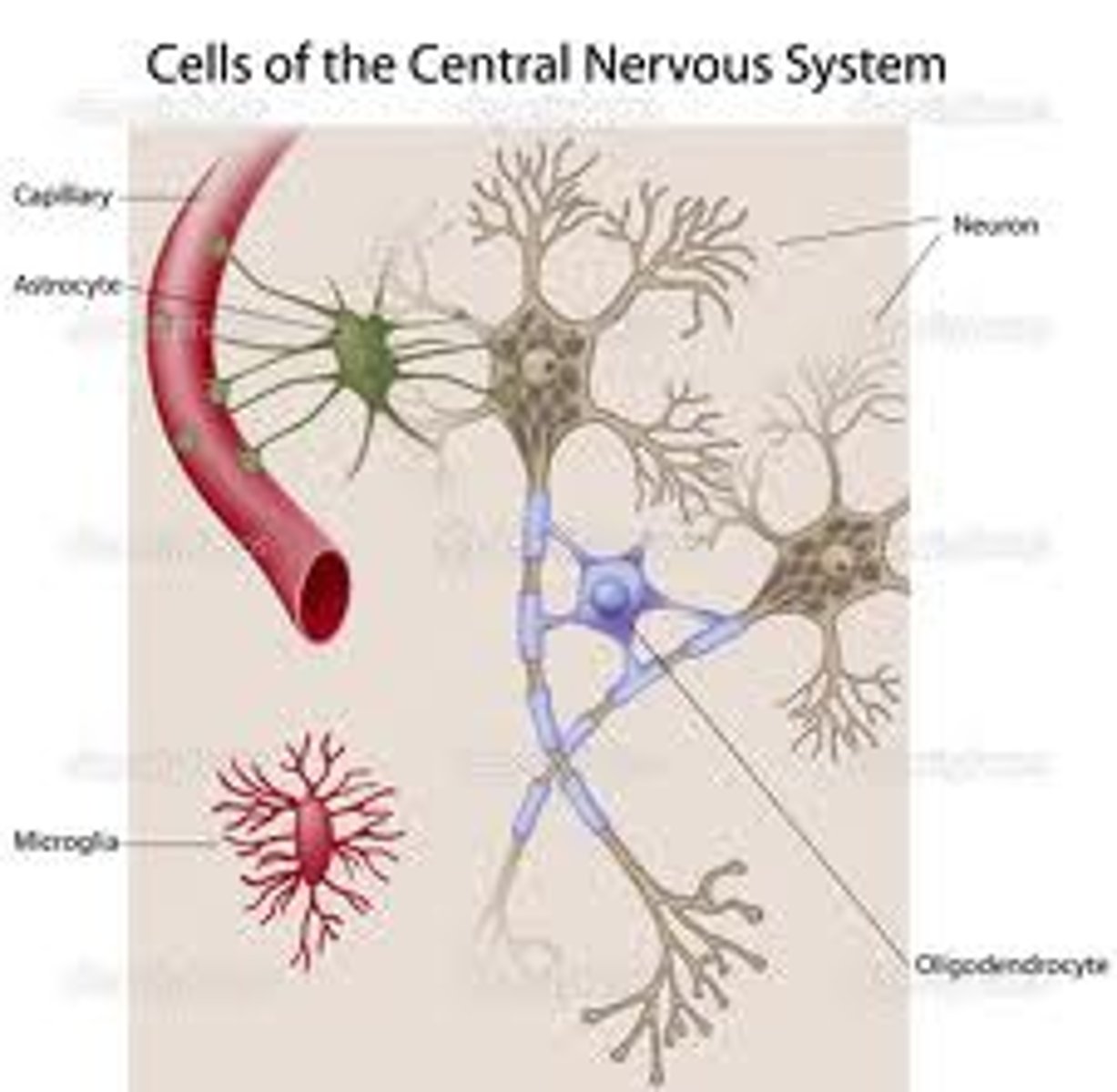 <p>Help neurons line up closely with each other to allow</p><p>neuronal communication, provide insulation to neurons, transport nutrients and</p><p>waste products, and mediate immune responses.</p>