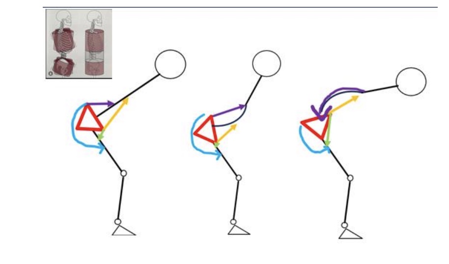 <p>1<strong>. Kickstarts a thought process for evaluation Efficiency, Control and Coordination</strong> in less demanding movement</p><ul><li><p>Allows for identification of “where to begin”</p></li></ul><p>2. Teaches us how to <strong>identify anatomical/kinesiological compensations</strong></p><ul><li><p>Leaks and Linkages</p></li><li><p>What structures are contributing to/restricting the motion?</p></li><li><p>Builds a problem identification procedure</p></li></ul><p></p>