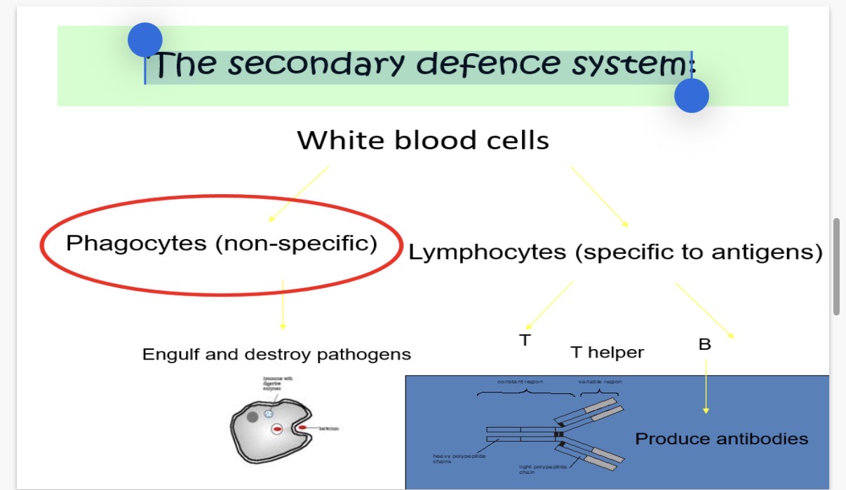 <p>The secondary defence system:</p><ol><li><p>Name 2 types of white blood cells and state whether they’re specific or non specific defences?</p></li><li><p>What is the role of B lymphocytes(or B cells) and T helper cells?</p></li></ol><p></p><p>Phagocytes (non-specific):</p><p>•There are 2 types of phagocytes both of which are made in the…3? </p><p>4. Name them?</p><p>•Neutrophils(most common) are …5?-lived phagocytic cells that are made in the…6? and have a multi-lobed …+?. They travel in the blood but also ‘Patrol’ the …7? fluid and …8? Surfaces of some tissues e.g. lungs. They respond to pathogens by releasing in …9? numbers but are short-lived so they die after digesting a few pathogens. Neutrophils may collect in an area of infection to form …10?</p><p></p><p>•Macrophages are larger, ….11?-lived phagocytic cells that are made in the …12?.They travel in blood as …13? when they aren’t active and settle in …14? Such as the liver and lymph nodes. The inactive monocytes settle in lymph nodes to develop into …15?. They respond to pathogens by …16? Specific responses to diseases.</p><p></p>