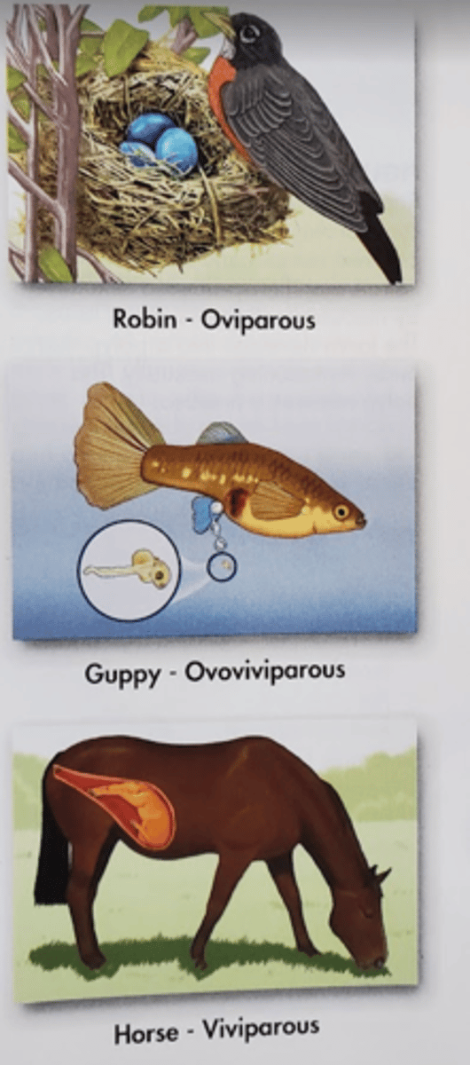 <p>Oviparous - lays eggs</p><p>Also rays, mermaid's purse</p><p>Ovoviparous - bear young alive,</p><p>develop in ovarian cavity</p><p>Viviparous - bear live young;</p><p>placenta; also skates</p>