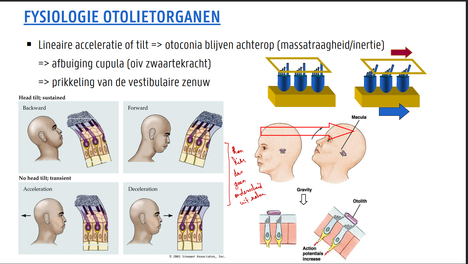 <p>lineaire versnellingen =  zware otolietenmembraan achterop blijft, waardoor de trilharen afbuigen en er prikkeling van de zenuwvezels ontstaat</p>