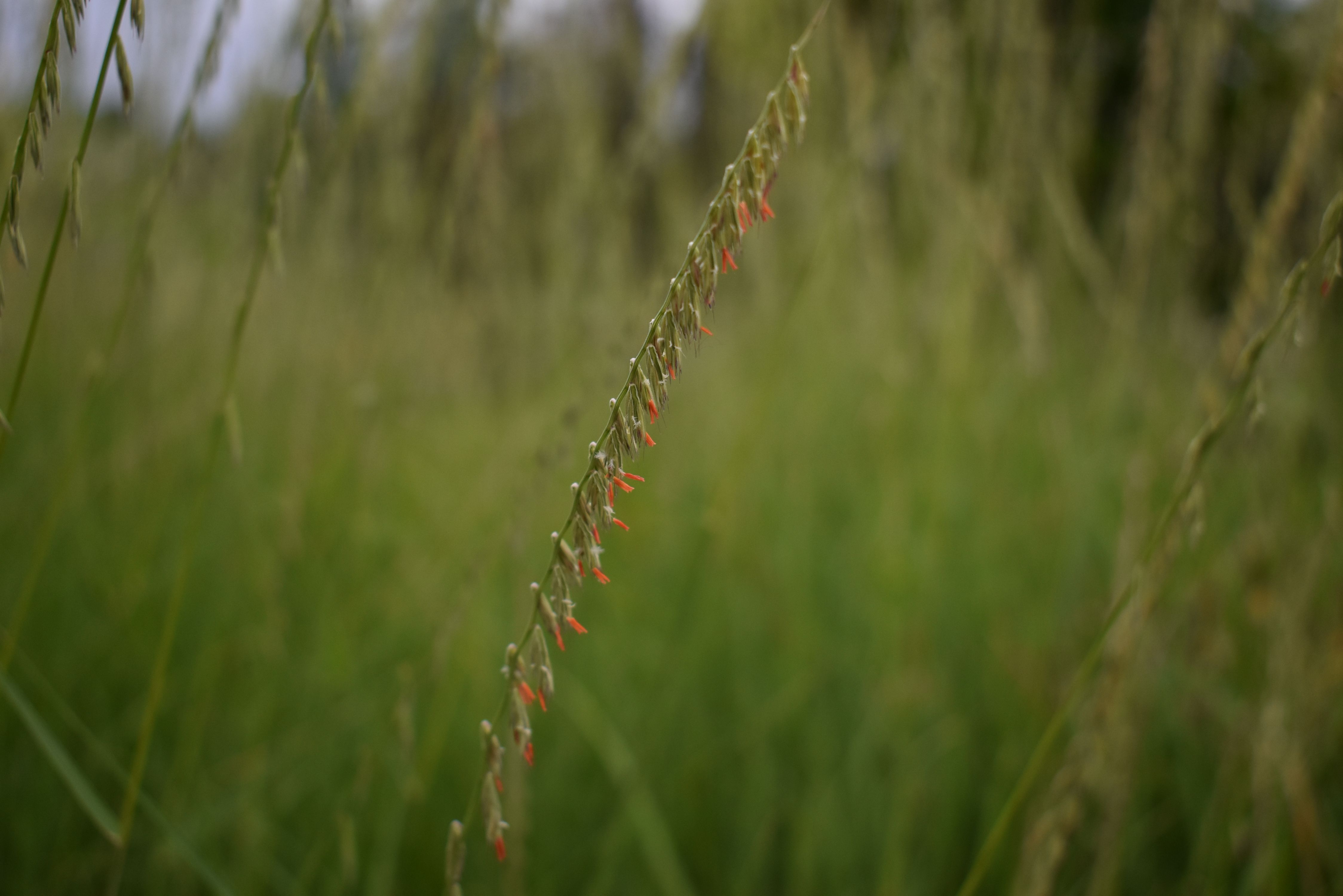 <p>Bouteloua Dactyloides</p>