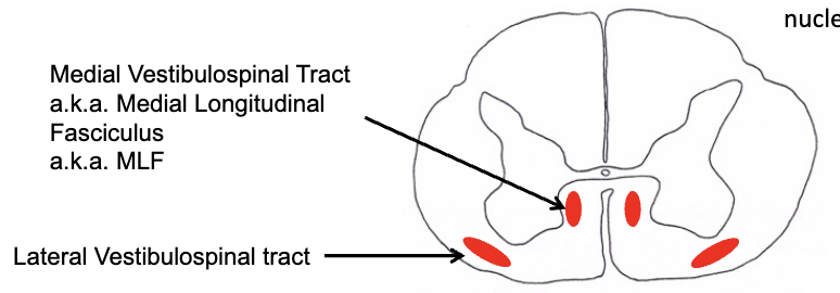 <p><strong>indirect motor pathways</strong></p><ul><li><p>vestibulospinal tracts</p><ul><li><p>reflexive regulation of balance and posture</p></li><li><p>medial vestibulospinal tracts descend _______ through cervical segments of spinal cord and influences neck musculature&nbsp;</p></li><li><p>lateral vestibulospinal tracts descends to _______ segments of spinal cord, antigravity muscles </p></li></ul></li></ul><p></p>