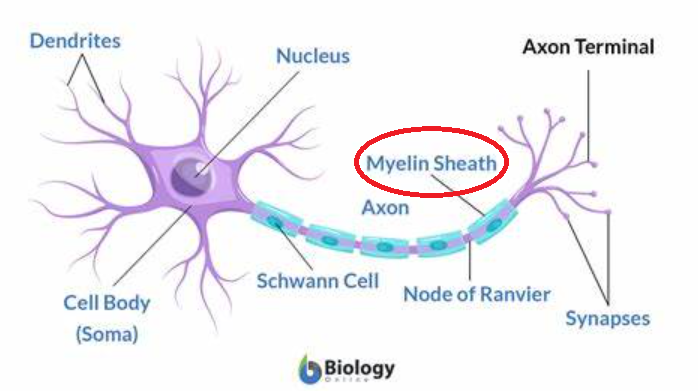 <p>fatty tissue that insulates the axon; speeds electrical impulse</p>