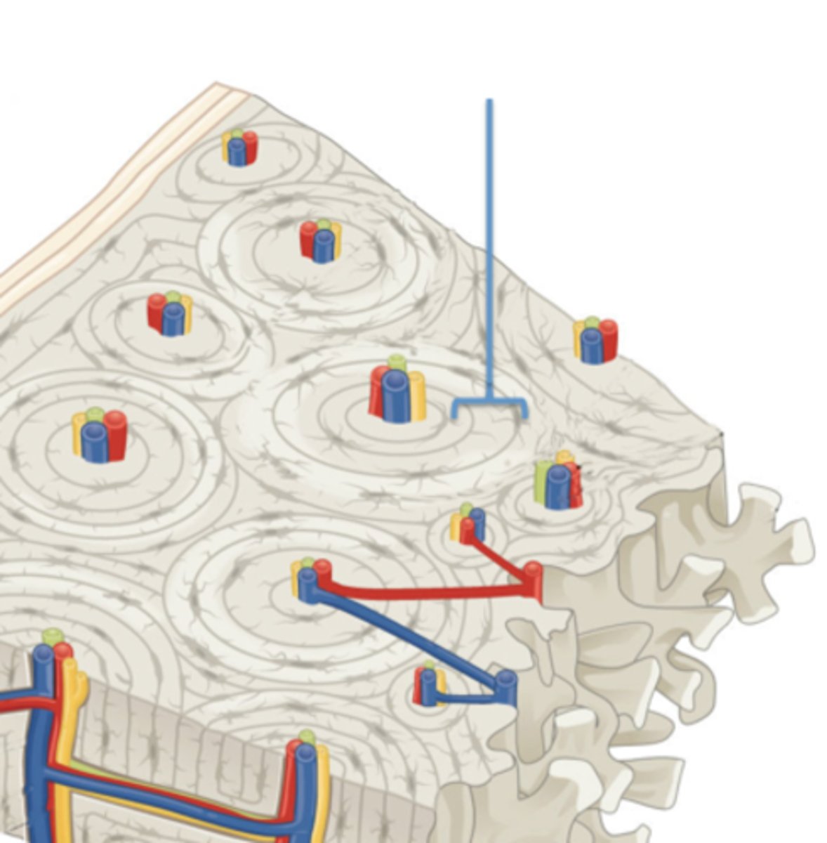<p>Identify this ring structure of the osteon.</p>