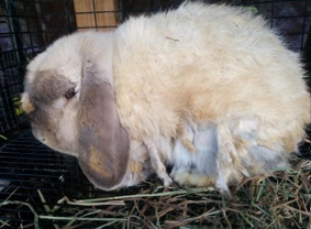 <p>Long or densely haired breeds</p><p>Frequently have secondary bacterial dermatitis</p><p>Can be painful</p><p>Treatment - clip under sedation, analgesia, bathe skin, treat underlying problem</p>