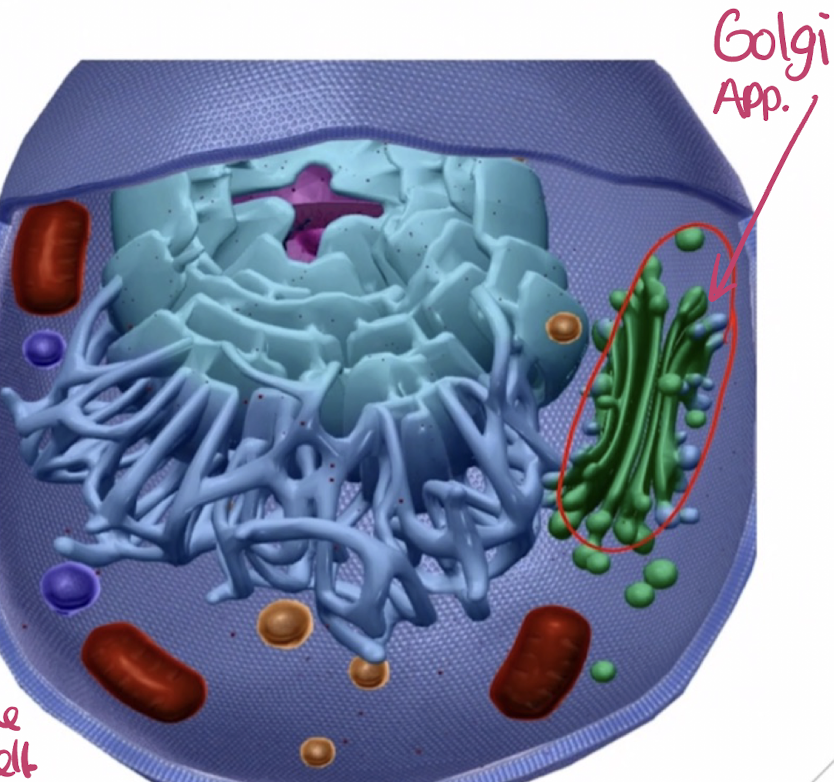 <ul><li><p>an organelle made up of a stack of many flattened sacs (cisternae).</p></li><li><p>Named after the scientist who discovered it. </p></li><li><p>Parts of the ___ are connected, however, most form separate compartments.</p></li><li><p>Responsible for receiving lipids &amp; proteins synthesized by the ER, altering their structures, &amp; shipping them to other parts of the cell. </p></li><li><p>The ____ receives its products from the ER &amp; they go through the series of flattened sacs (cisternae) &amp; modifies them to get them ready to be sent out in the cell or sent outside of the cell.</p></li><li><p>As portions pinch off from the _____ membrane forming enclosed sacs called vesicles, they &amp; their contents can be transported to other organelles within the cell or exported out of the cell through the cell membrane. </p></li><li><p>Accomplished through fusion of the vesicles with the plasma membrane of the cell or other membrane-bound organelles. </p></li><li><p>Fusion can occur because all membranes within the cell are structured similarly.</p></li></ul>
