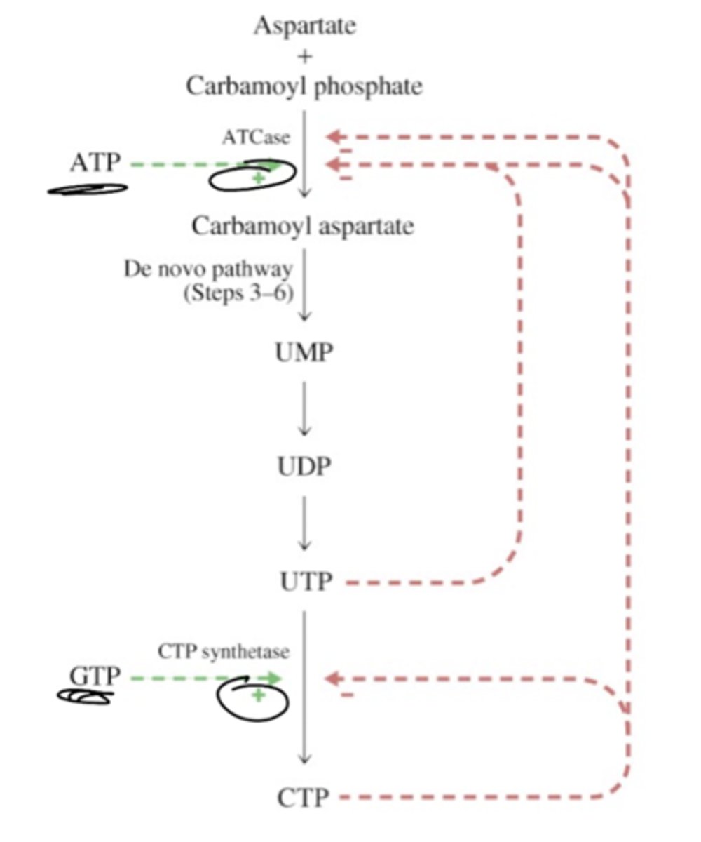 <p>UMP is converted to UDP and then UTP (2 ATP req).</p><p>UTP is converted to CTP by CTP synthetase (req glutamine).</p>