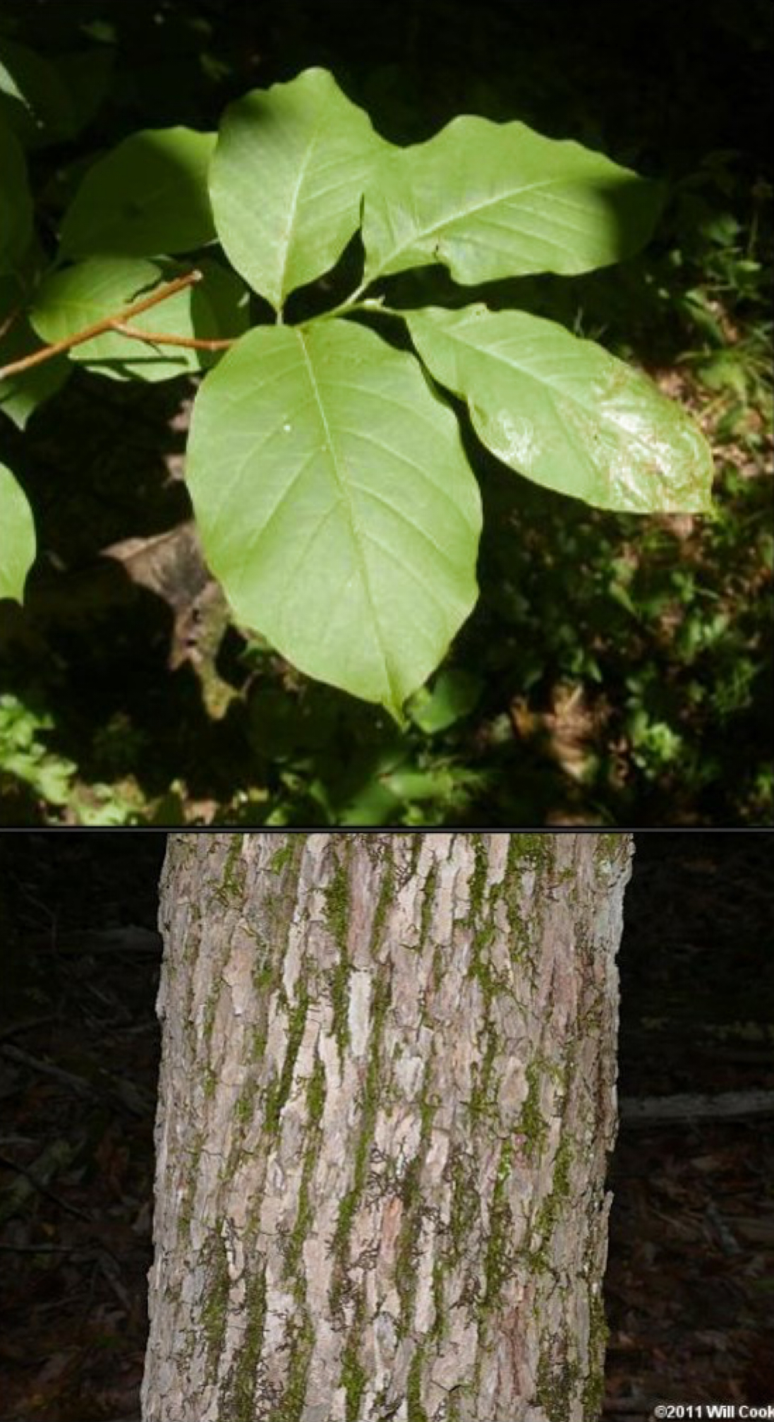 <p>cucumber magnolia</p>