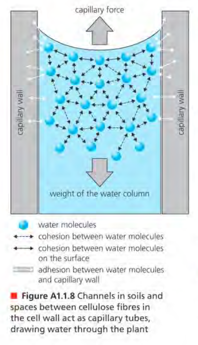 <p>Definition: When water molecules cling to other molecules.</p><p>Example(s): When water travels up the xylem, capillary action (plants).</p><p>[IMAGE: IB BIOLOGY TEXTBOOK]</p>