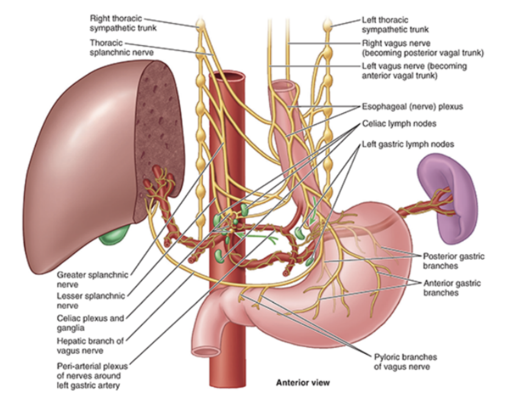 <ul><li><p>Short distal part of esophagus in abdominal cavity</p></li><li><p>Emerges through right crus of diaphragm, usually around T10, passing from esophageal hiatus to cardial orifice of the stomach just left of the midline </p></li><li><p>Associated with the esophagus, as it enters the abdominal cavity, are the anterior &amp; posterior vagal trunks —</p><ul><li><p>Anterior vagal trunk — Consists of several smaller trunks whose fibers mostly come from the left vagus nerve — rotation of gut during development moves these trunks to the anterior esophageal surface</p></li><li><p>Posterior vagal trunk — A single trunk whose fibers mostly come from right vagus nerve, with rotational changes during development moving it to posterior esophageal surface </p></li></ul></li><li><p>Arterial supply —</p><ul><li><p>Esophageal branches from left gastric artery, from celiac trunk</p></li><li><p>Esophageal branches from left inferior phrenic artery, from aorta</p></li></ul></li><li><p>Venous drainage — 2 routes</p><ul><li><p>To hepatic portal venous system through left gastric vein</p></li><li><p>To systemic venous system through esophageal veins entering azygos vein </p></li></ul></li></ul>