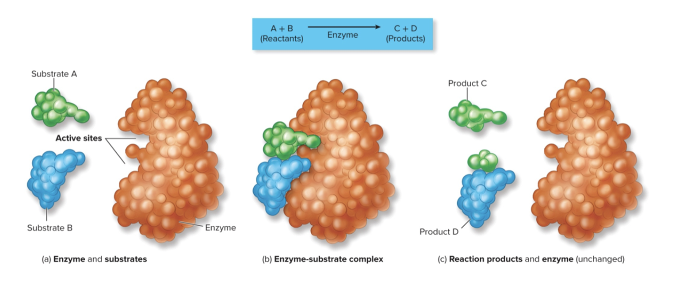 enzymes use binding sites to bring substrates together, thus accelerating the reaction 