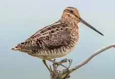 <p>Gallinago delicata</p>