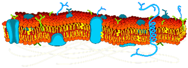 <p>helps to protect the cell, maintain their shape and keeps the cell from absorbing too much water, animal cells have an extracellular matrix that helps hold the cells together in tissues and protects and supports them</p>