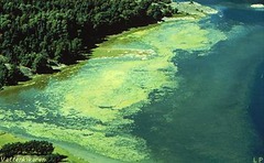 - Caused by excess P or N
- Major algae bloom -> kills plants below surface -> algae die and bacteria use up O2 to break it down -> low O2 levels kill aquatic animals -> bacteria uses even more O2 to decomp. dead animals