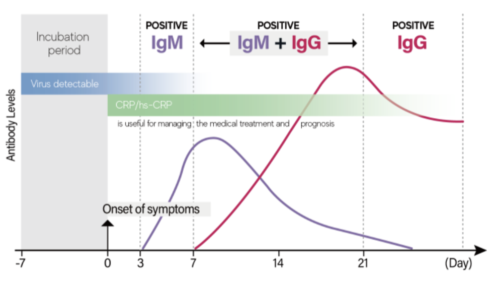 <ul><li><p><strong><u>M</u></strong>ighty fast</p></li><li><p>FIRST antibody released during FIRST EXPOSURE to antigen (primary immune response)</p><ul><li><p>clinical relevance: presence if IgM often indicates acute infection</p></li><li><p>increased onset of symptoms</p></li></ul></li><li><p>overtime, IgM will decrease </p></li></ul><p></p>