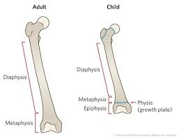 <p>shaft of the long bone; most of bone length</p>