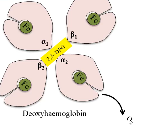 <p>A tight binding structure and has given up oxygen</p>