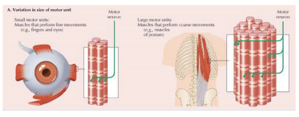 <p>Small motor units for fine control with low divergence (innervates a small number of muscle fibers) </p><p>Large motor units are for postural (maintaining body posture and stability) and large movements. It has high divergence (innervates large number of muscle fibers) </p>