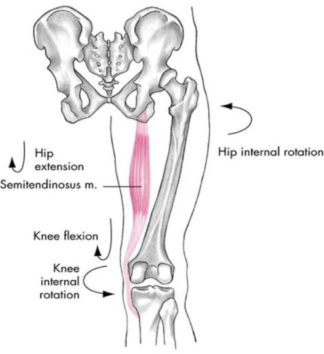<p>posterior compartment (hamstrings)</p>
