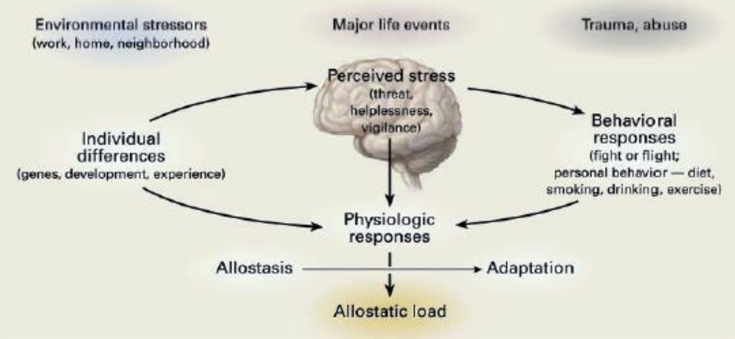 <p><strong><u>Allostasis</u></strong>: “<strong><u>active process by which the body responds to daily events and maintains homeostasis </u></strong>(allostasis <strong><u>literally means “achieving stability through change”</u></strong>)</p><ul><li><p><strong><u>Chronically increased allostasis</u></strong> can <strong><u>lead to pathophysiology</u></strong> (<strong><u>when your body fluctuates up and down due to constant stressors</u></strong>)</p></li><li><p><strong><u>Allostatic</u></strong> <strong><u>load or overload</u></strong> <strong><u>refers to</u></strong> the <strong><u>wear and tear that results from too much stress or inefficient management of allostasis</u></strong>, <em>e.g., not turning off the response when it’s no longer needed; central role of the brain</em></p></li></ul><p></p>