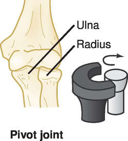 <p>Which type of joint <strong>allows a movable bone to pivot around a stationary bone?</strong></p><p>Ex: neck and elbow</p>