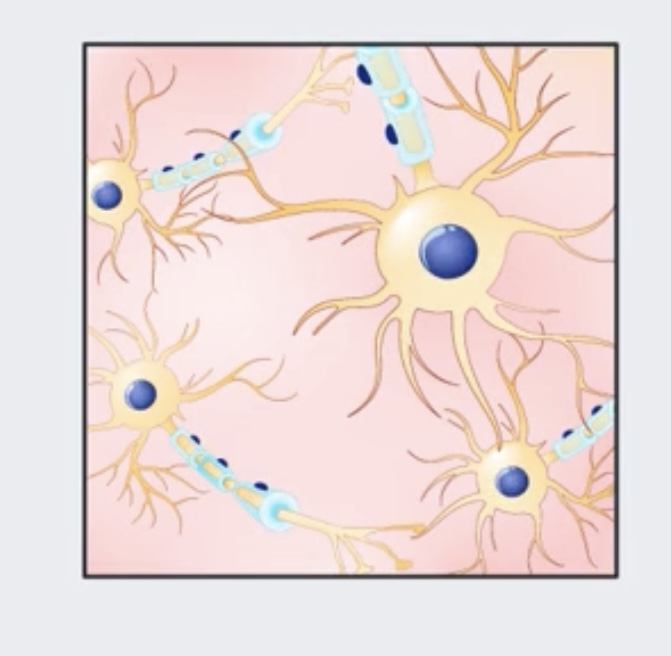 <p>Type of tissue</p>