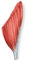 <p>Name this fascicle arrangement:</p>