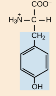 <p>nonpolar, aromatic R groups</p>