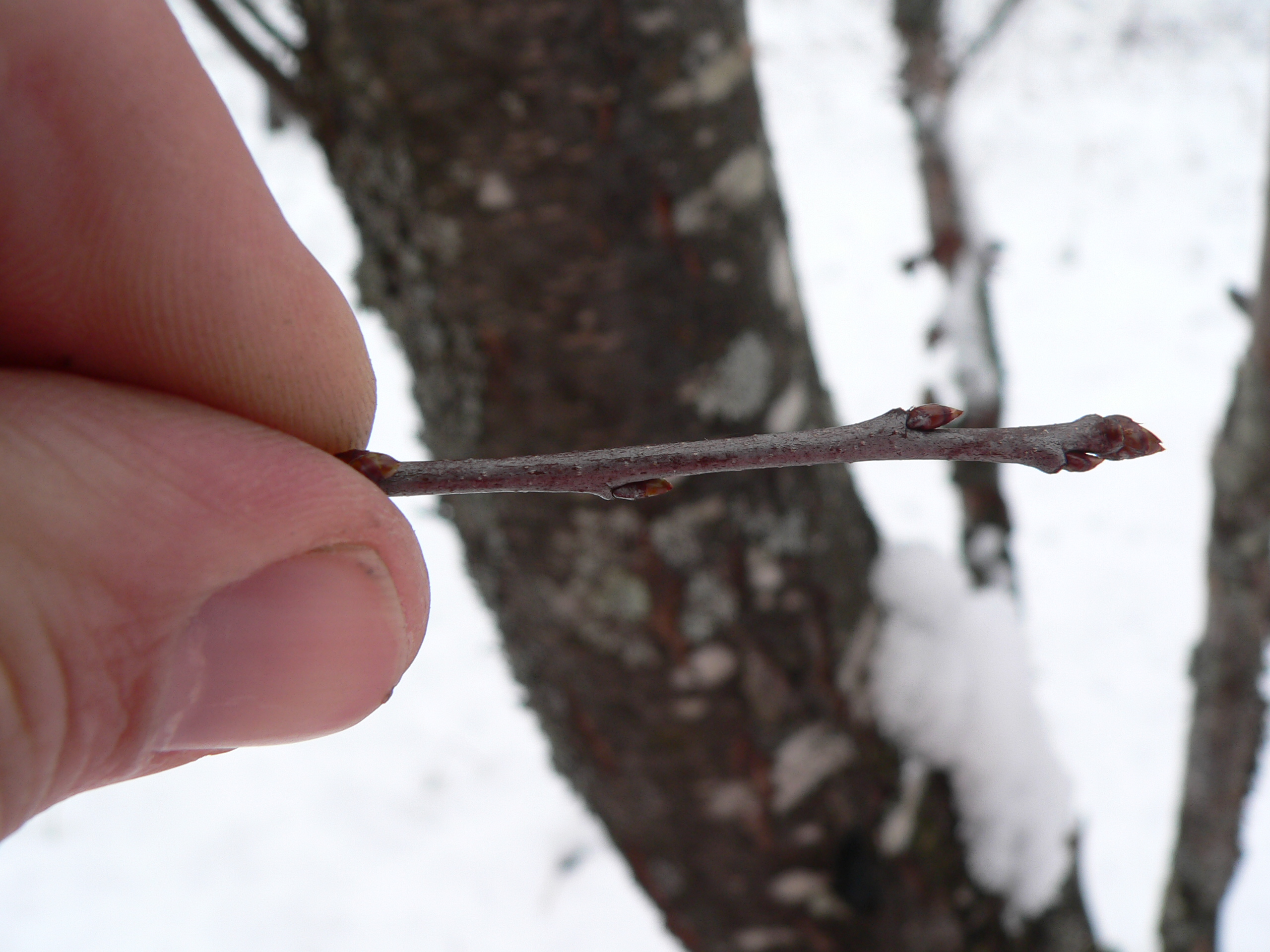 <p>small 1/5” imbricate buds, reddish brown to greenish scales, slender 2-toned green/brown twig; sometimes greyish cast to twig</p>