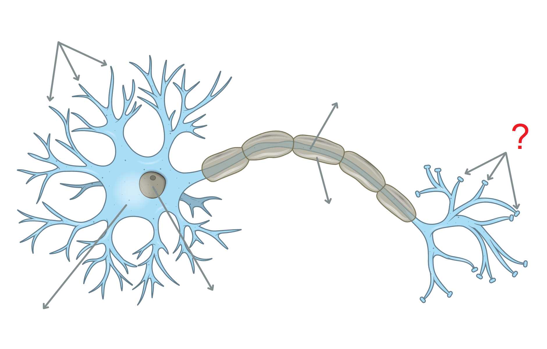 <p><span style="background-color: transparent;">Ce sont les <strong>structures sécrétrices</strong> situées <strong>à l’extrémité de l’axone.<br></strong></span></p><p><span style="background-color: transparent;">Ils assurent la <strong>transmission de l’influx nerveux</strong> à d’autres neurones, via la <strong>libération de neurotransmetteurs</strong> (fabriqués dans le corps cellulaire et transportés le long de l’axone)</span></p>