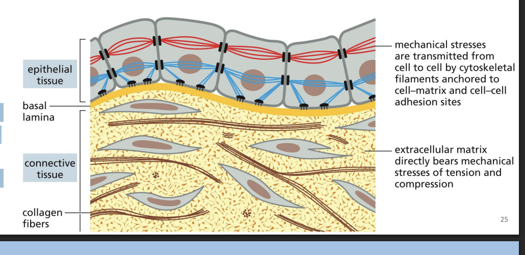 <p>Connective tissues (e.g. bone or tendon) are formed from ECM, with a very sparse amount of cells, that bear most of the mechanical stress to which the tissue is subjected.</p>