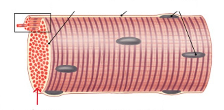 <p>Which part of the muscle fibers is:</p><ul><li><p>Subdivisions within muscle fiber</p></li><li><p>Each muscle fiber contains thousands</p></li><li><p>Made up of bundles of protein filaments (myofilaments)</p></li></ul><p></p>
