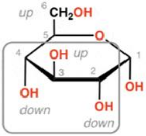 <p>Fischer Project or Haworth Projection</p><p>ex. α-D-Glucopyranose</p>