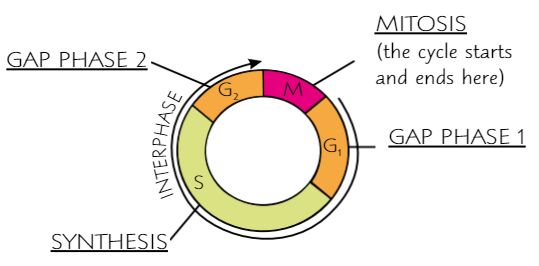 <ul><li><p>Contains <strong>interphase</strong> - <strong>cell growth</strong> + <strong>DNA replication</strong></p><ul><li><p>Interphase subdivided into 3 growth stages: <strong>G₁</strong>,<strong> S</strong>,<strong> G₂</strong></p></li></ul></li><li><p>Then <strong>mitosis</strong></p></li></ul><p></p>