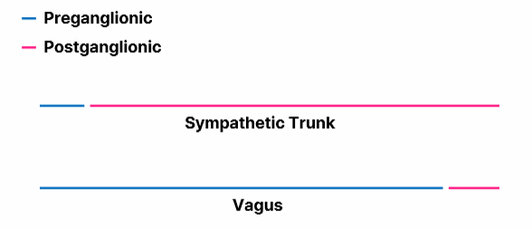 <p>the sympathetic trunk provides sympathetic innervation</p><p>the vagus nerves provide parasympathetic innervation</p>