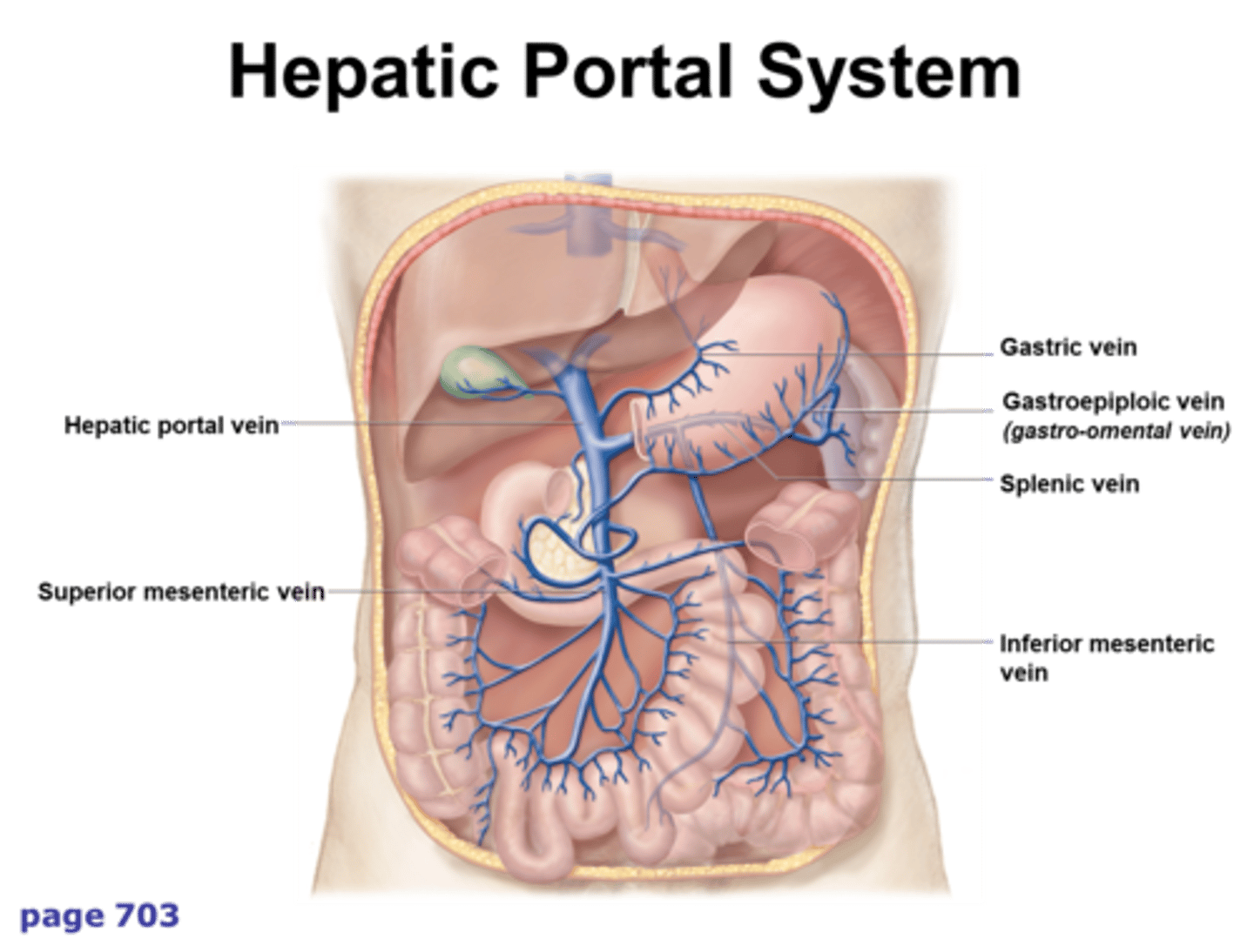 <p>hepatic portal system</p>