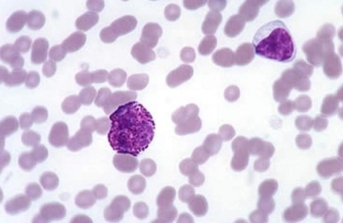 <p>Which of the following choices correctly names the types of leukocytes found in this image of a blood smear from a horse?</p>