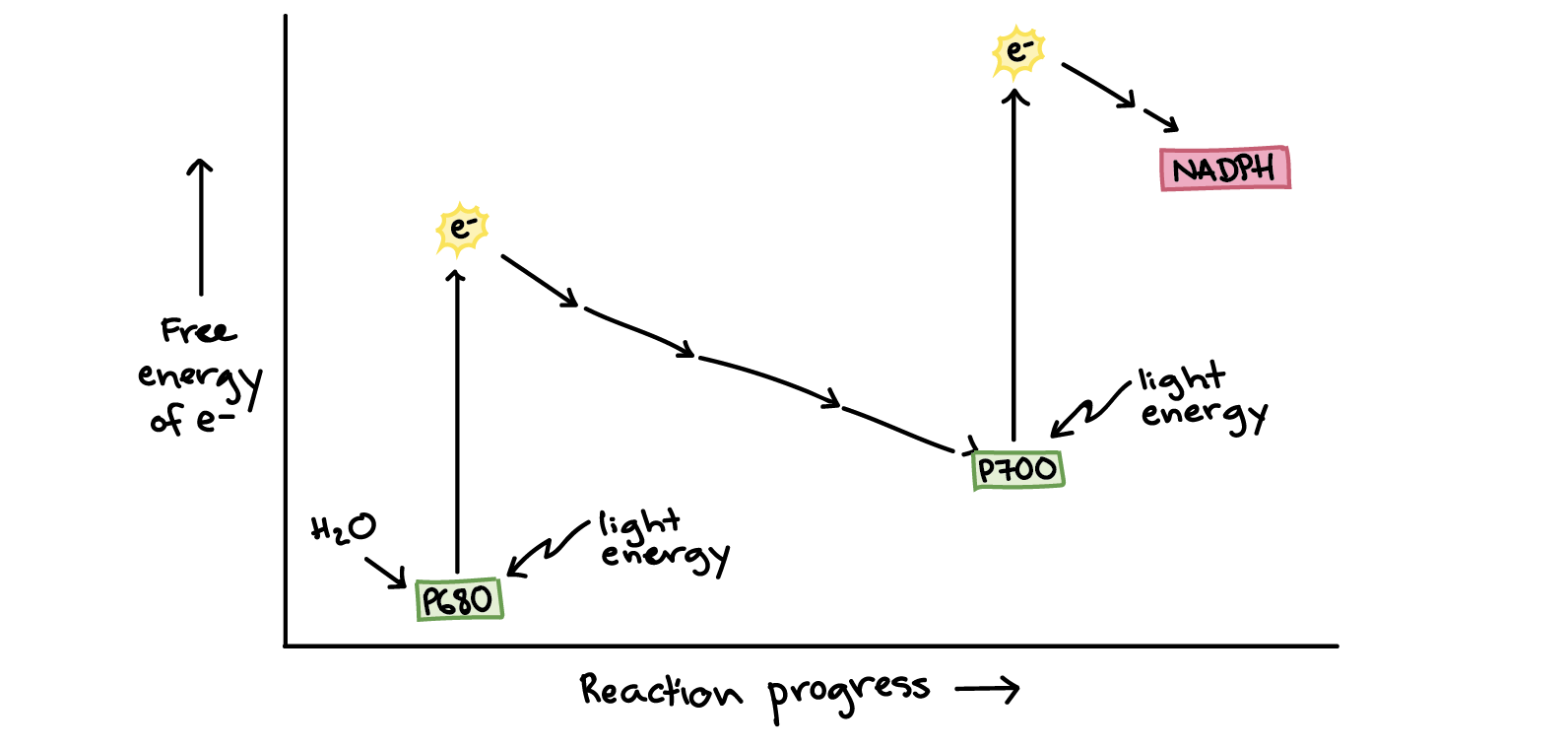 <p><span>because electrons in P680 and P700 are boosted to very high energy levels by absorption of energy from light</span></p>