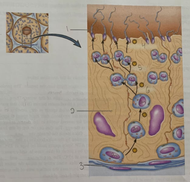 <p>True/False: Spermatogenesis in nurse cells of seminiferous tubules proceeds from bottom of image to top</p>