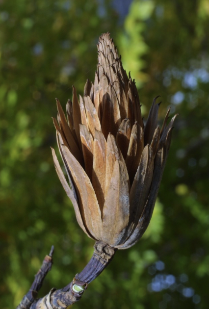 <p>conelike aggregate of samaras, papery</p>