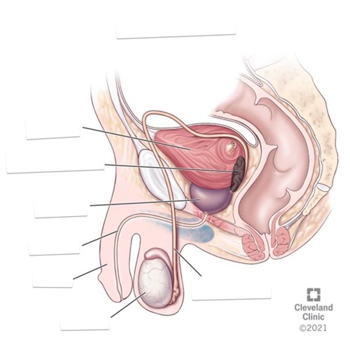 <p>Structure by the urinary bladder</p>
