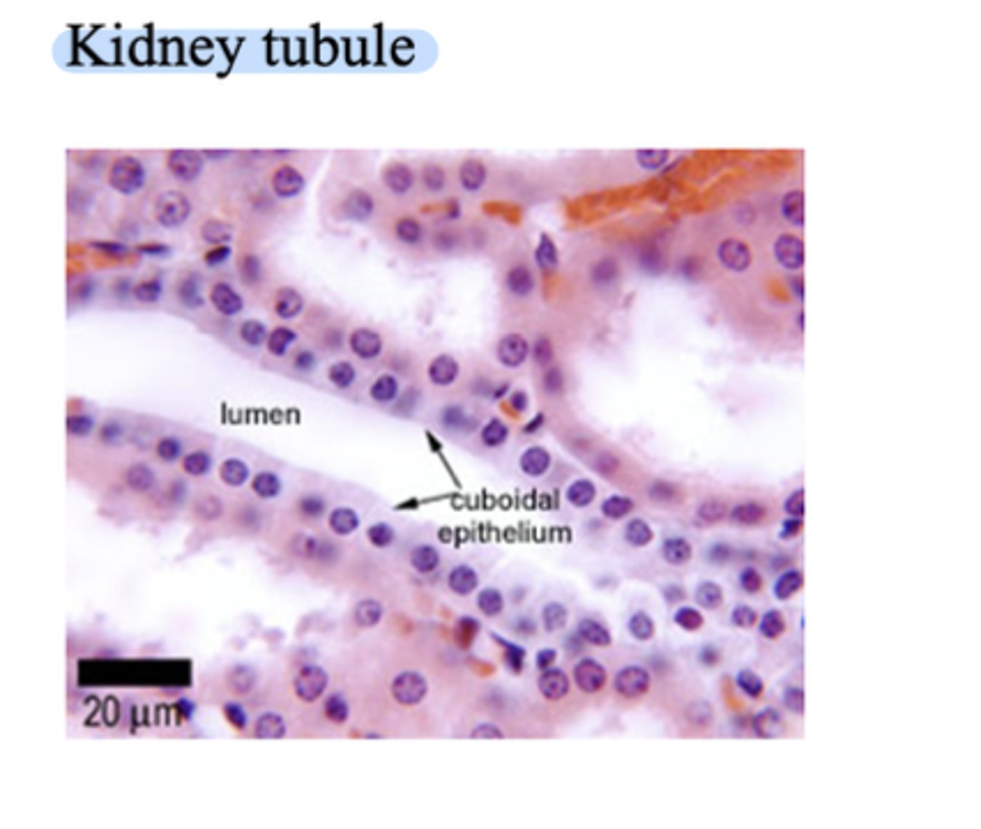 <p>- A type of epithelial tissue made up of a single layer of cube-shaped cells (cells that are about as tall as they are wide).</p><p>- Function: Secretion and Absorption</p><p>- Location: Often lines small tubes and ducts, like kidney tubules. In the kidney tubules it absorbs water and nutrients in the kidneys, and secretes hormones in glands. </p>