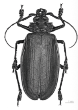 <p><span style="background-color: transparent;"> The image shows an organism belonging to the Kingdom Animalia. What feature does this organism have in common with all members of the phylum chordata?</span></p>